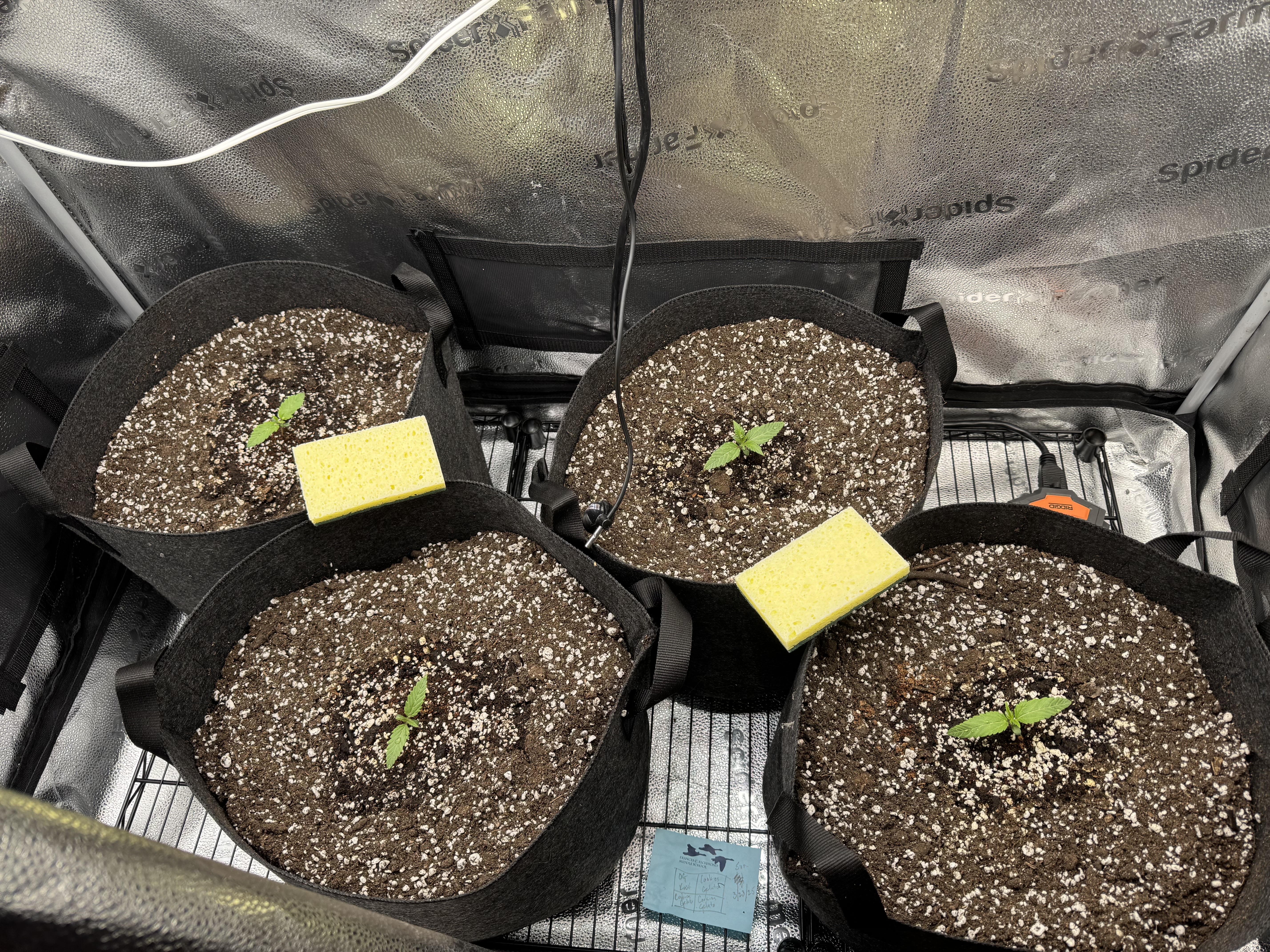 Garden of Weed’n 3.0 — vegetative, day 12