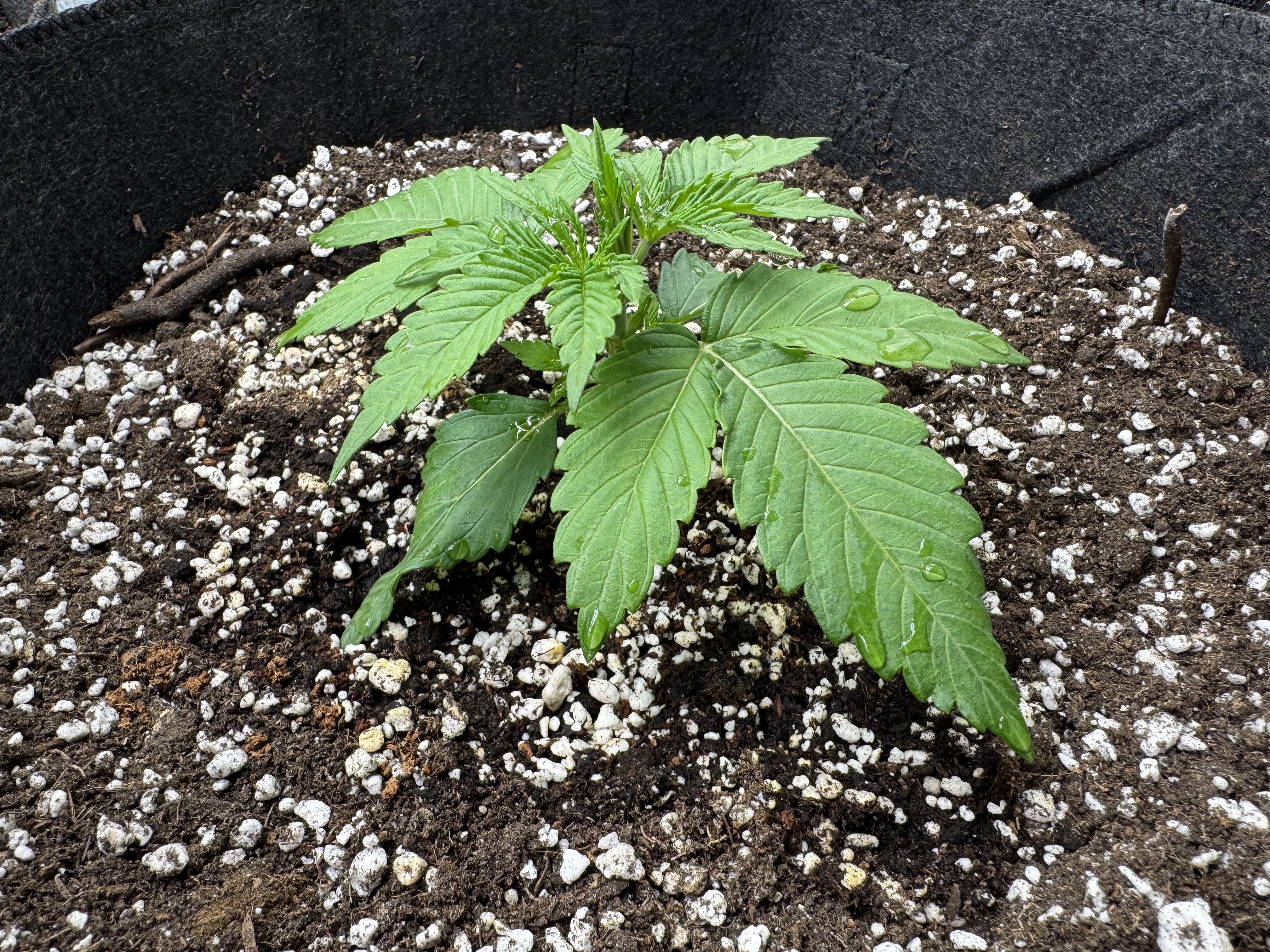 Garden of Weed’n 3.0 — vegetative, day 18