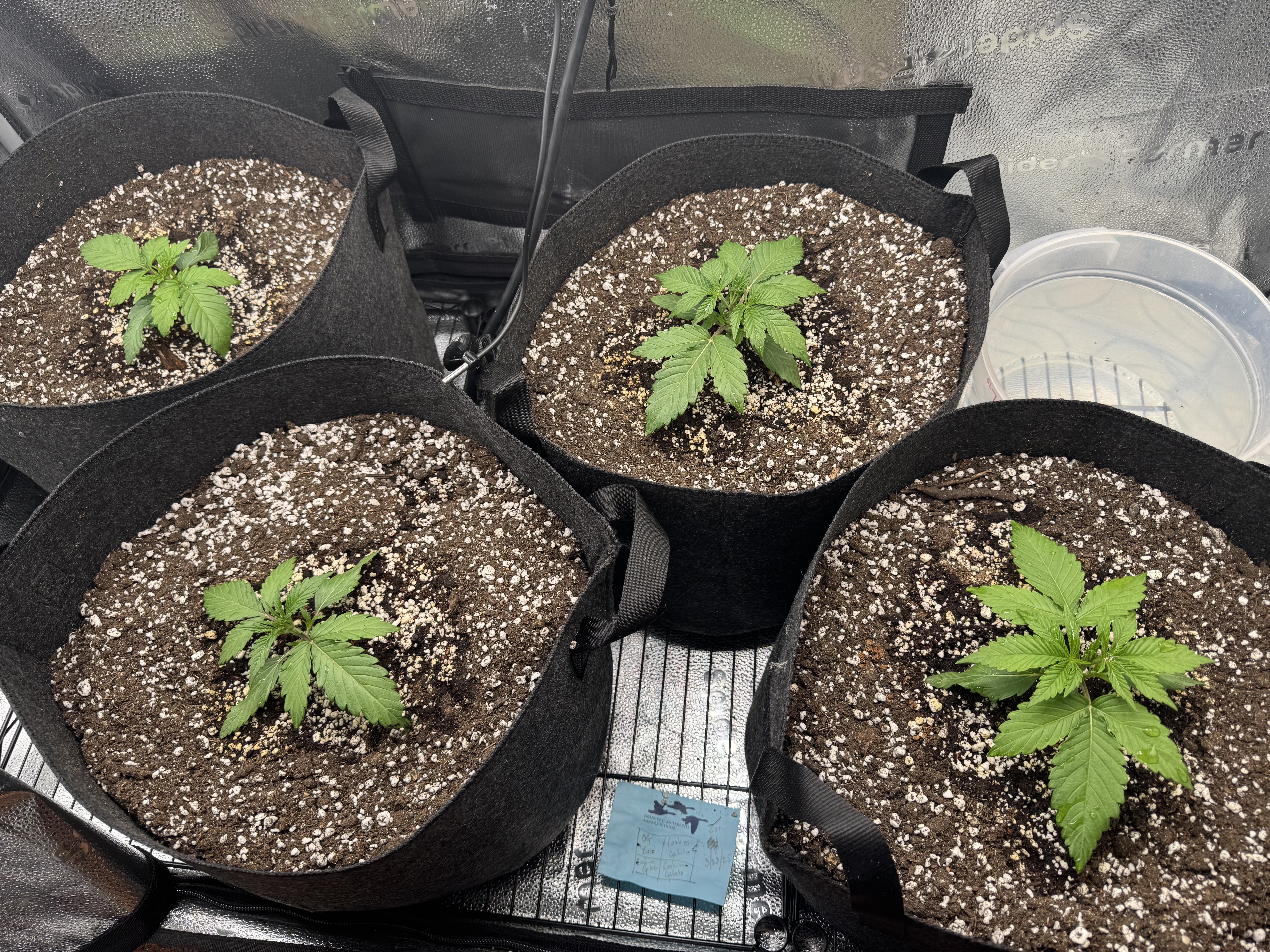 Garden of Weed’n 3.0 — vegetative, day 18