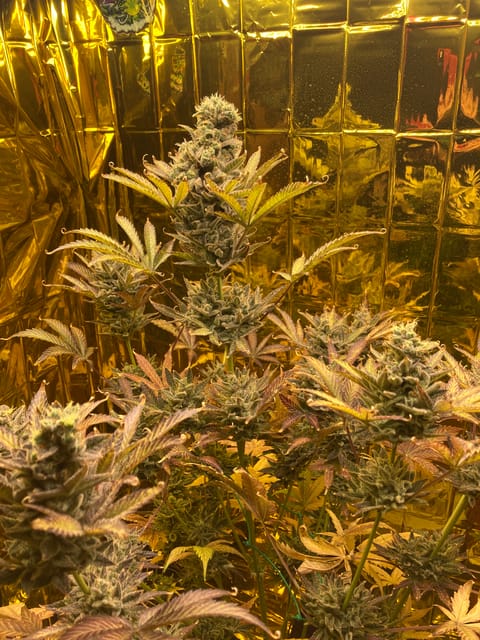  Purple tropic