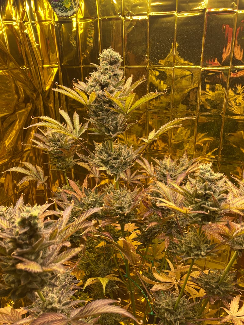  Purple tropic