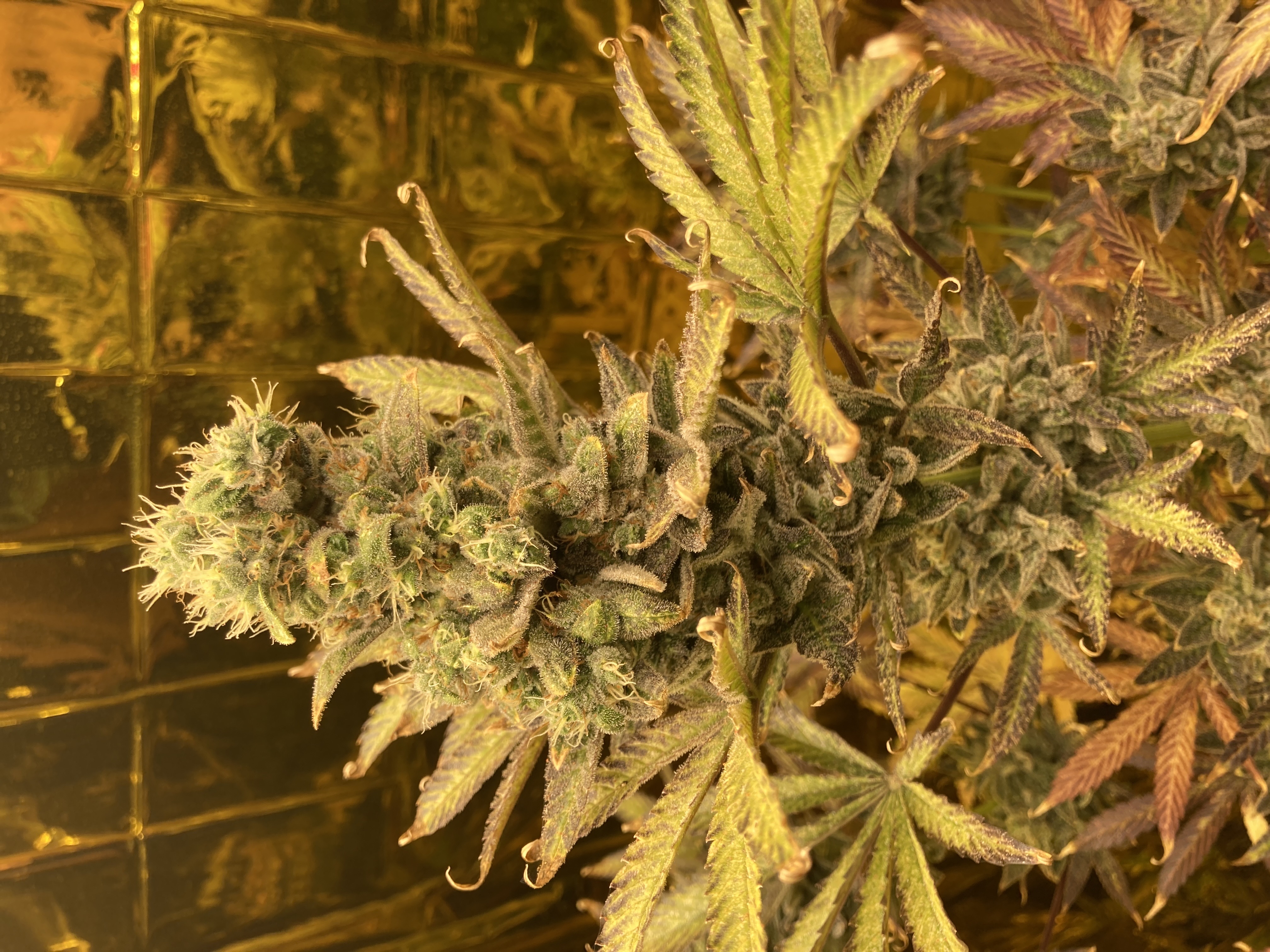  Purple tropic — flower, day 1