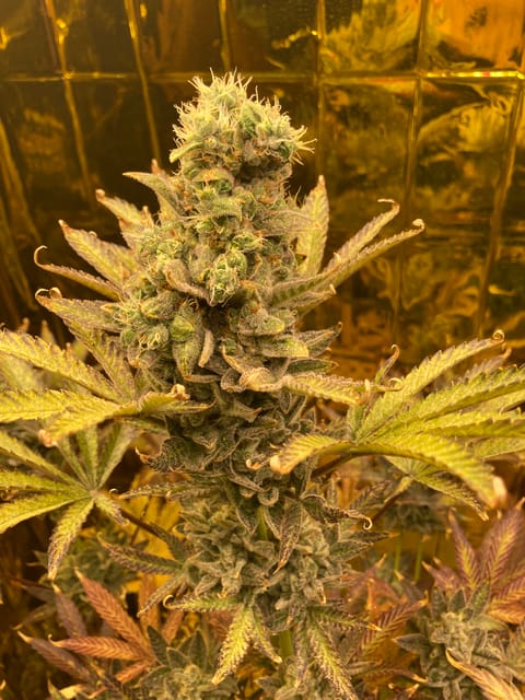  Purple tropic — flower, day 1