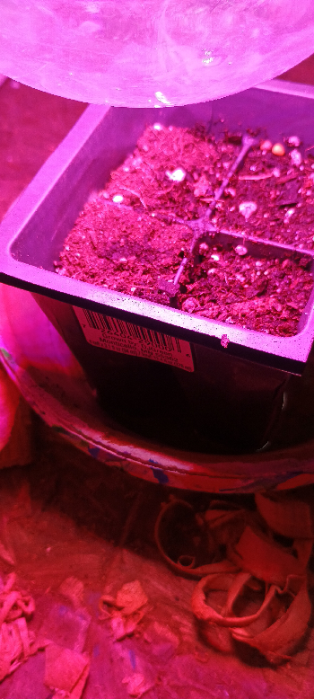 1st Grow