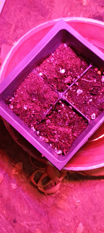 1st Grow — germination, day 2