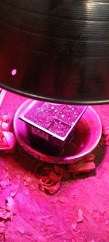 1st Grow — germination, day 2