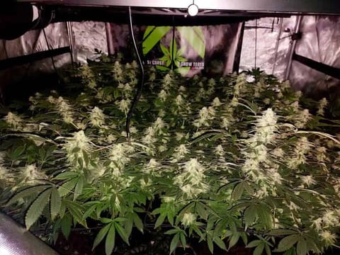 Granddaddy  — flower, day 1