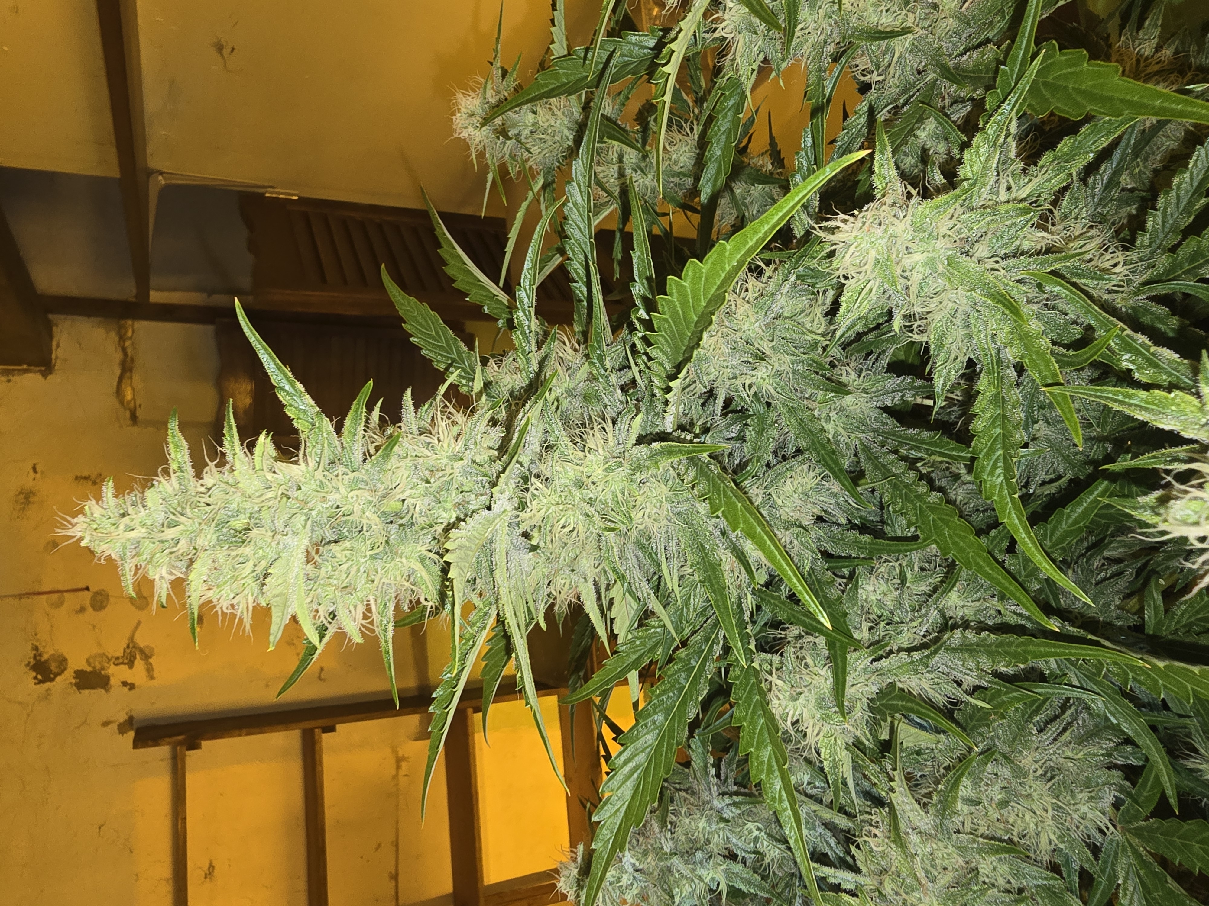 First Autoflower Indoor