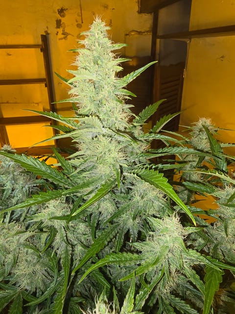 First Autoflower Indoor — auto, day 1