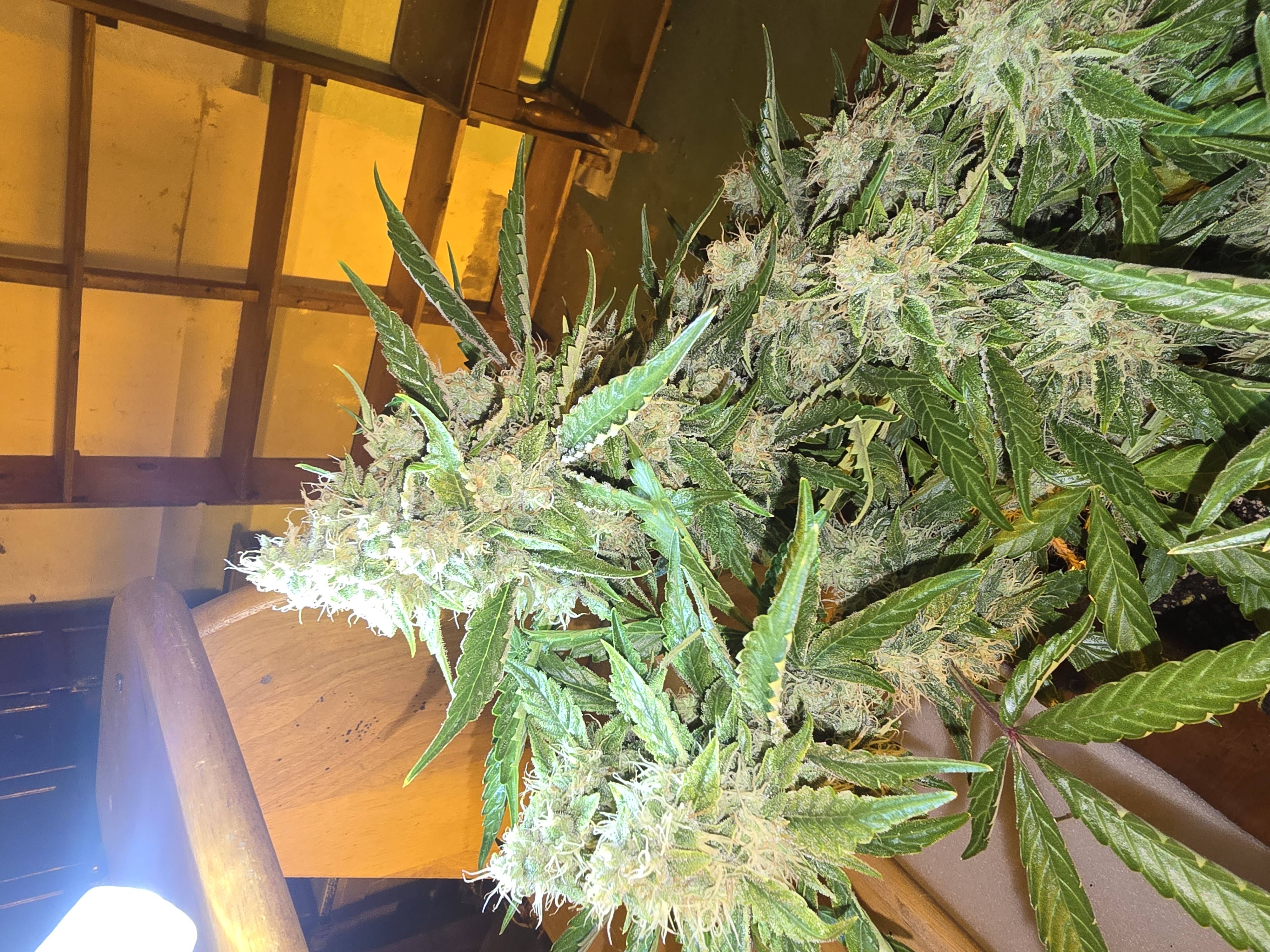 First Autoflower Indoor — auto, day 1