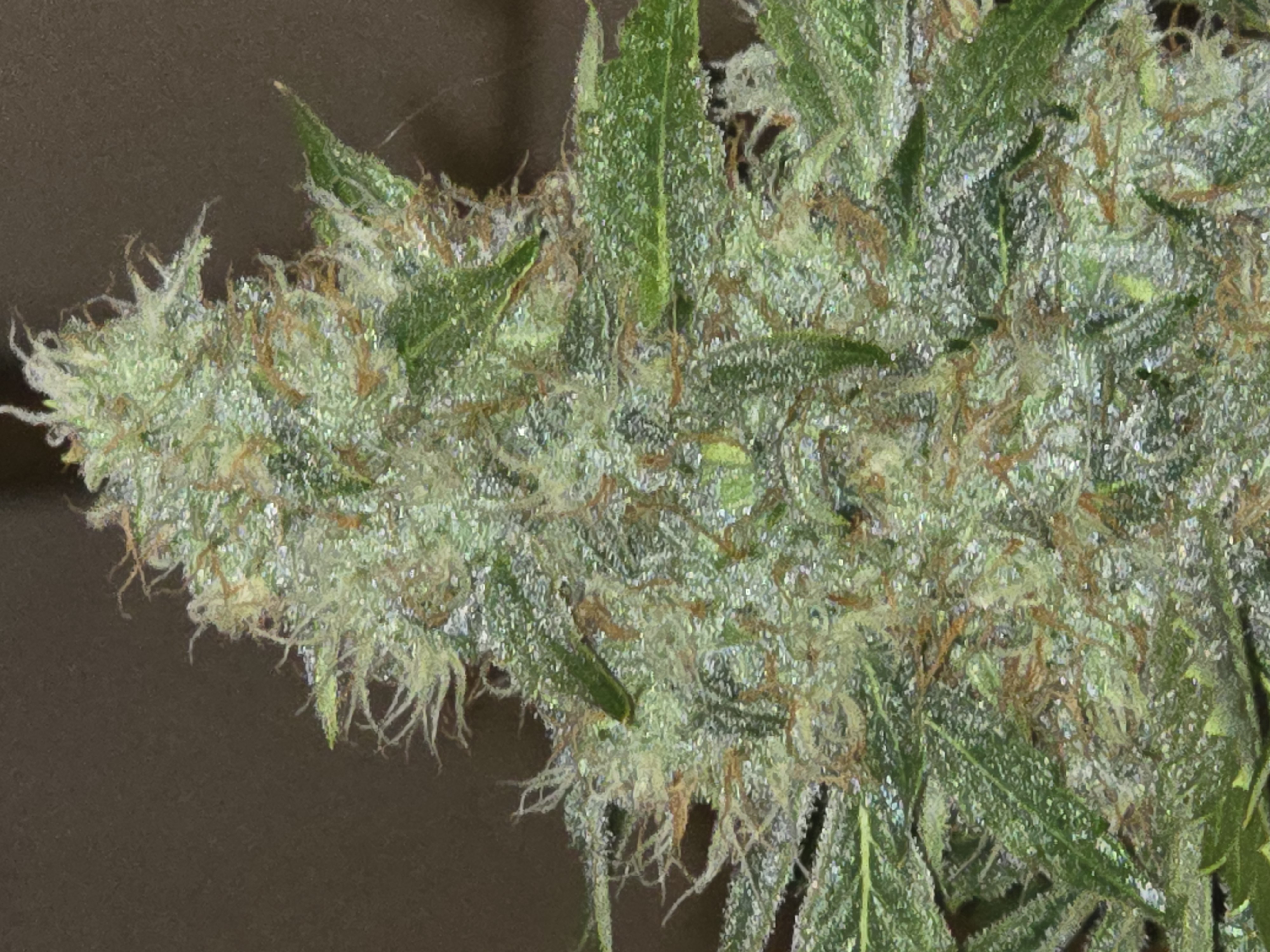 First Autoflower Indoor — auto, day 1