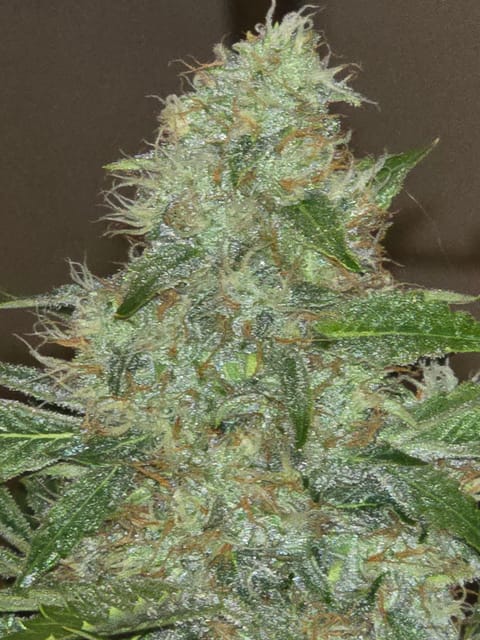 First Autoflower Indoor — auto, day 1