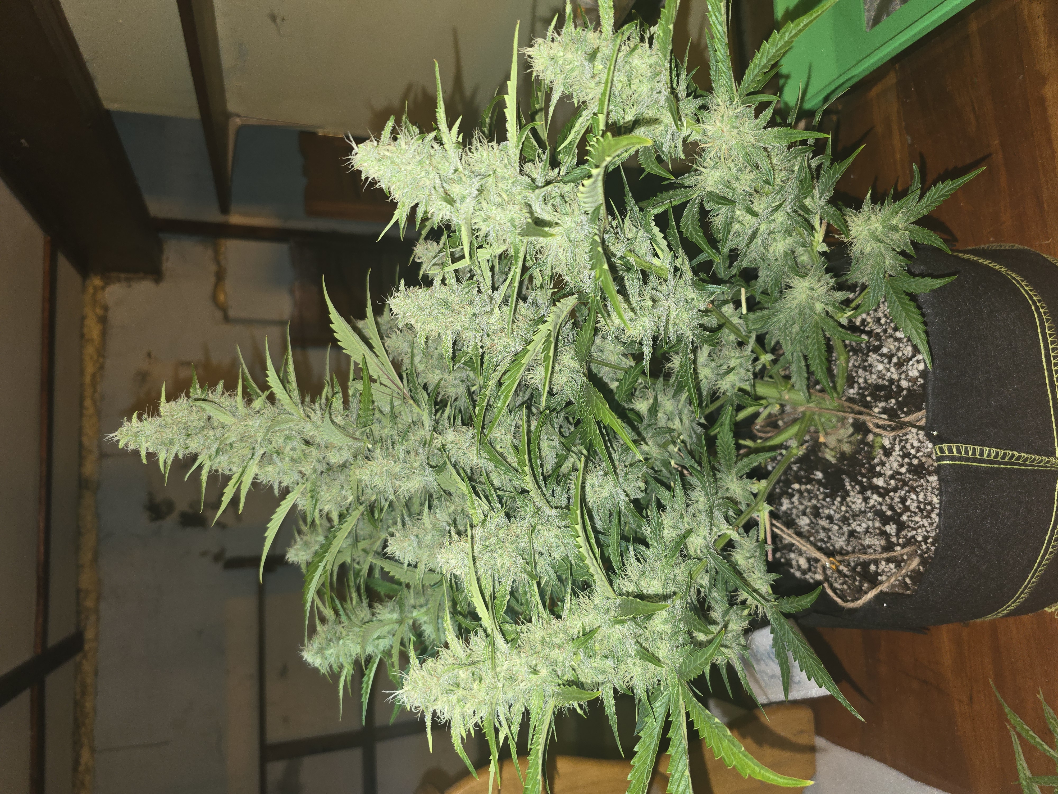 First Autoflower Indoor — auto, day 2