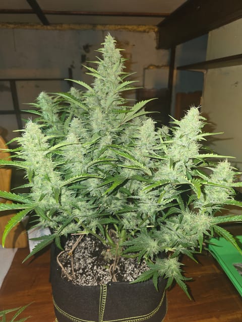 First Autoflower Indoor — auto, day 2