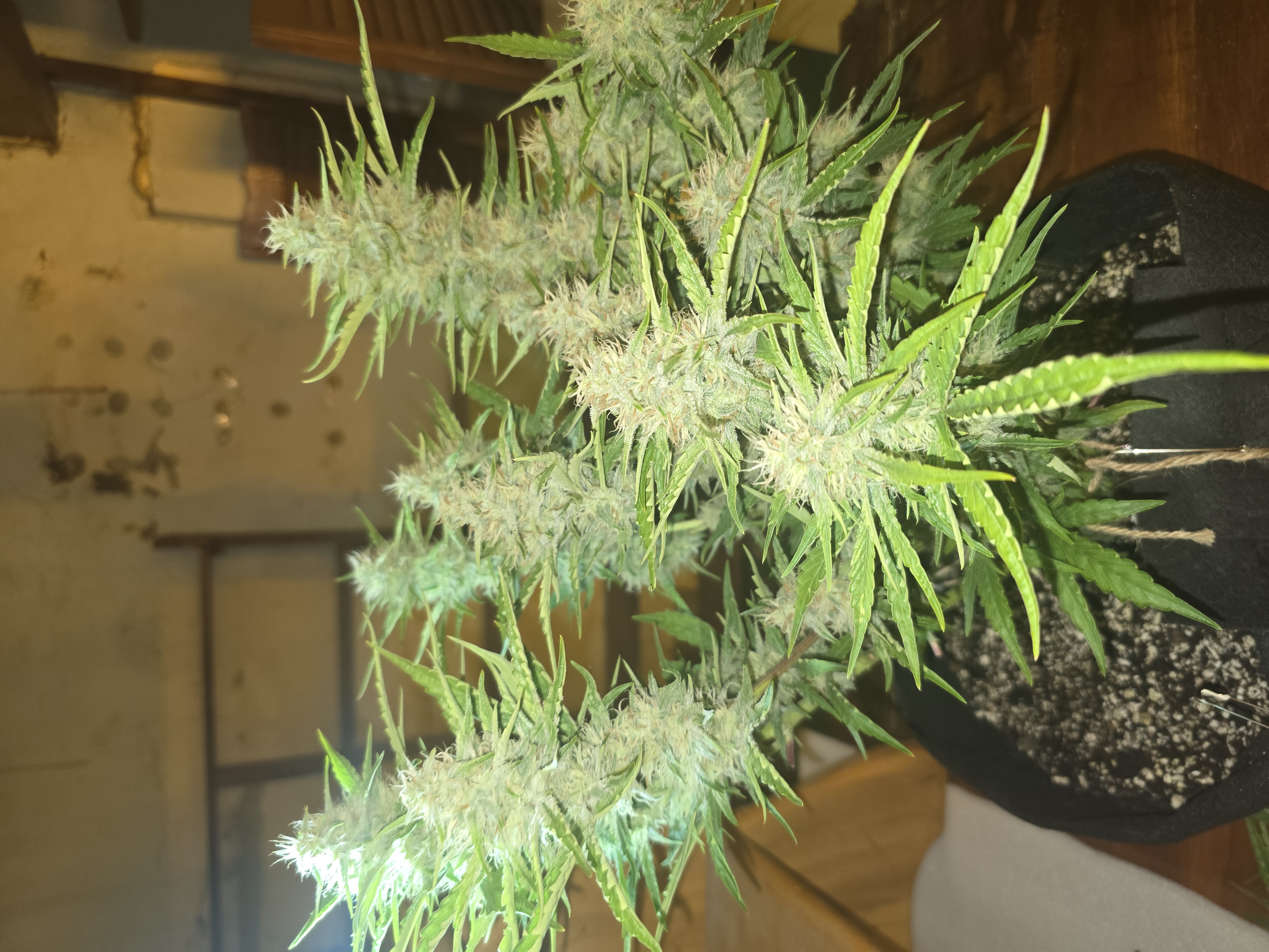 First Autoflower Indoor — auto, day 2