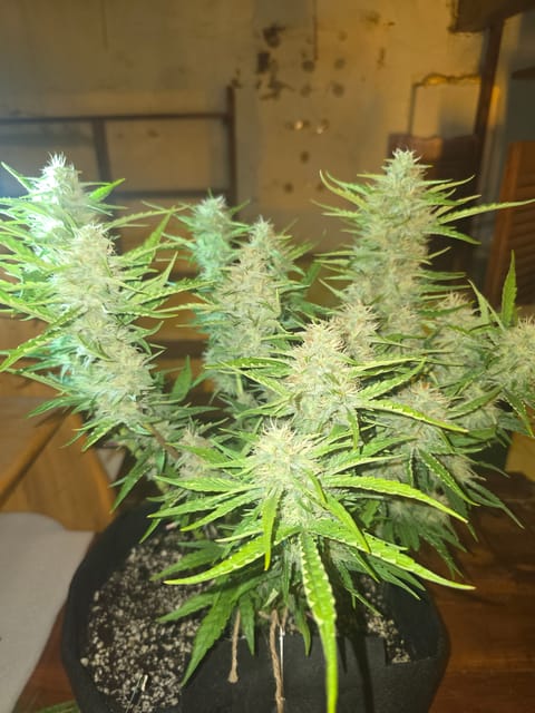 First Autoflower Indoor — auto, day 2