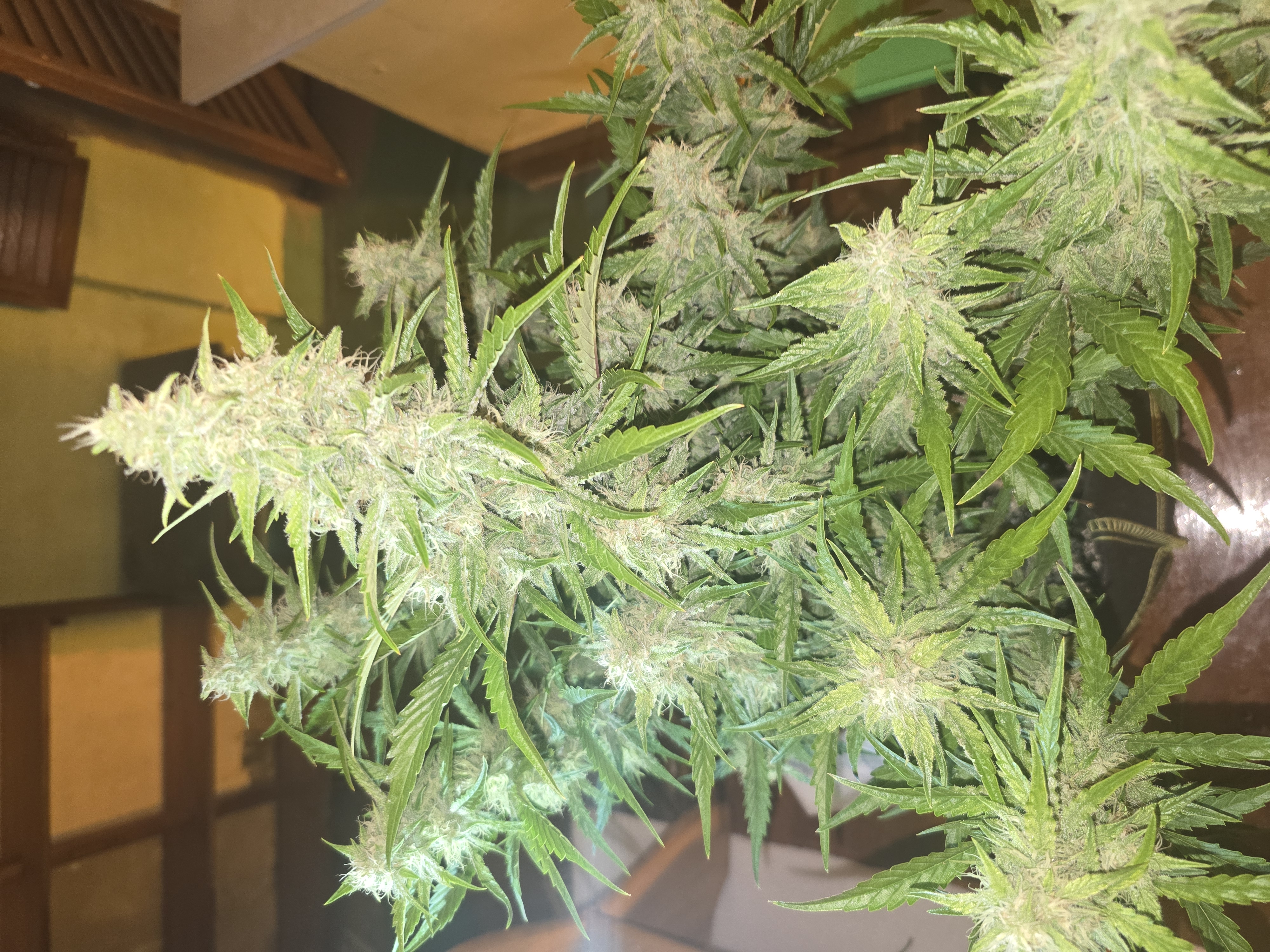 First Autoflower Indoor — auto, day 2