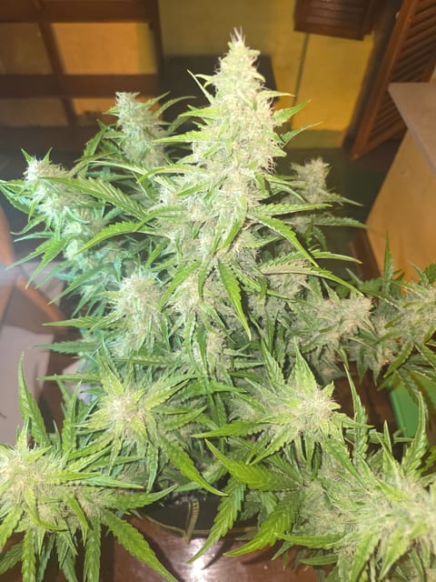 First Autoflower Indoor — auto, day 2