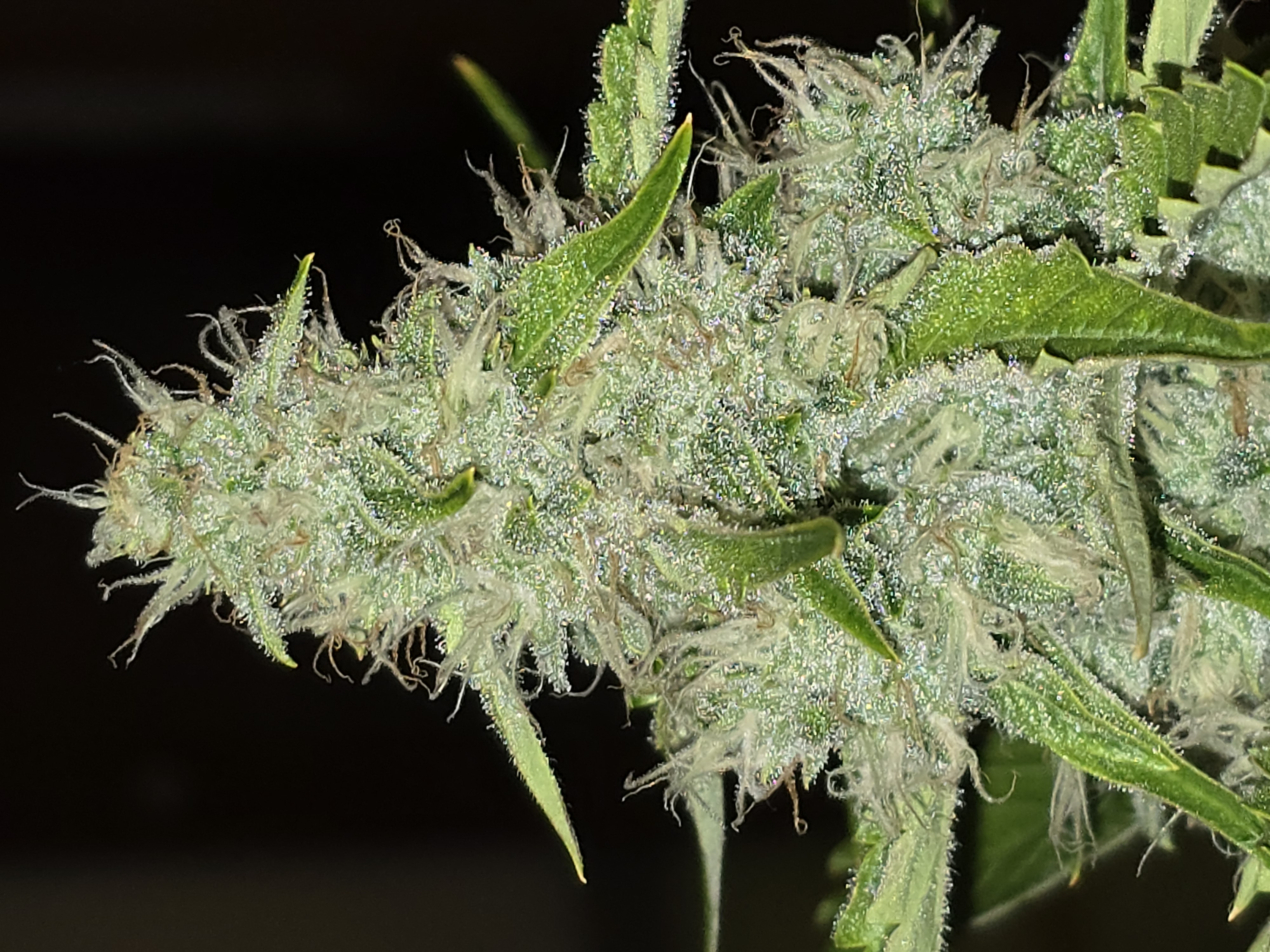 First Autoflower Indoor — auto, day 4