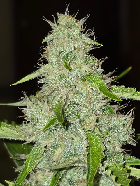 First Autoflower Indoor — auto, day 4