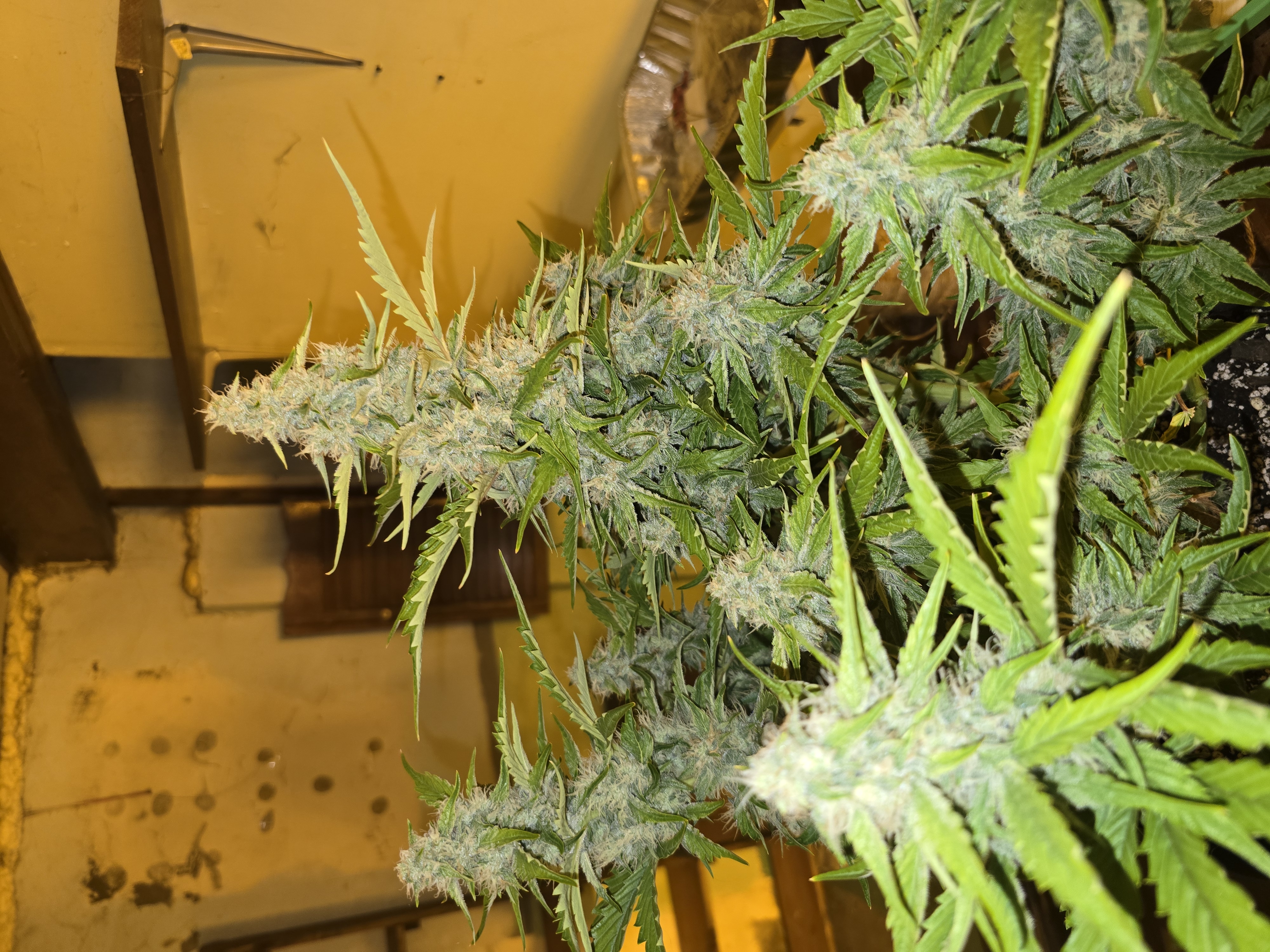 First Autoflower Indoor — auto, day 4