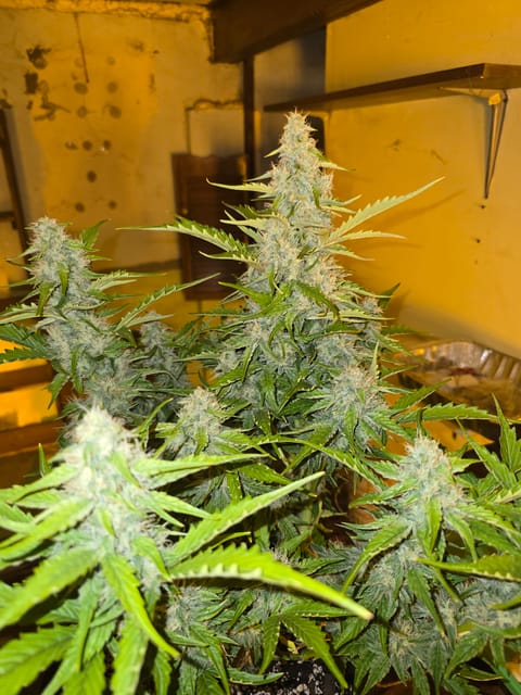 First Autoflower Indoor — auto, day 4