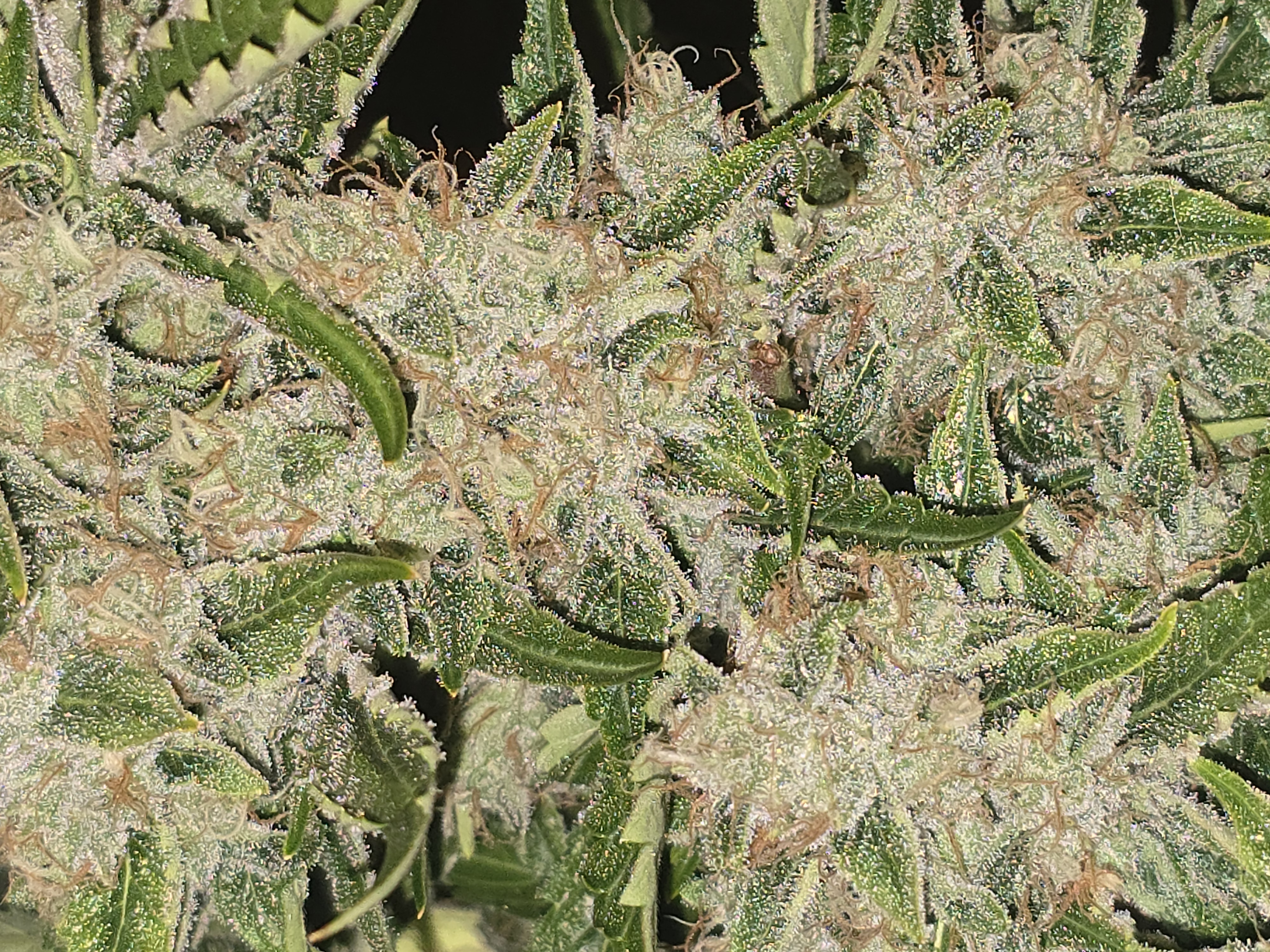 First Autoflower Indoor — auto, day 4