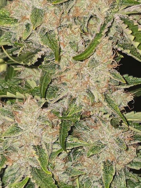 First Autoflower Indoor — auto, day 4