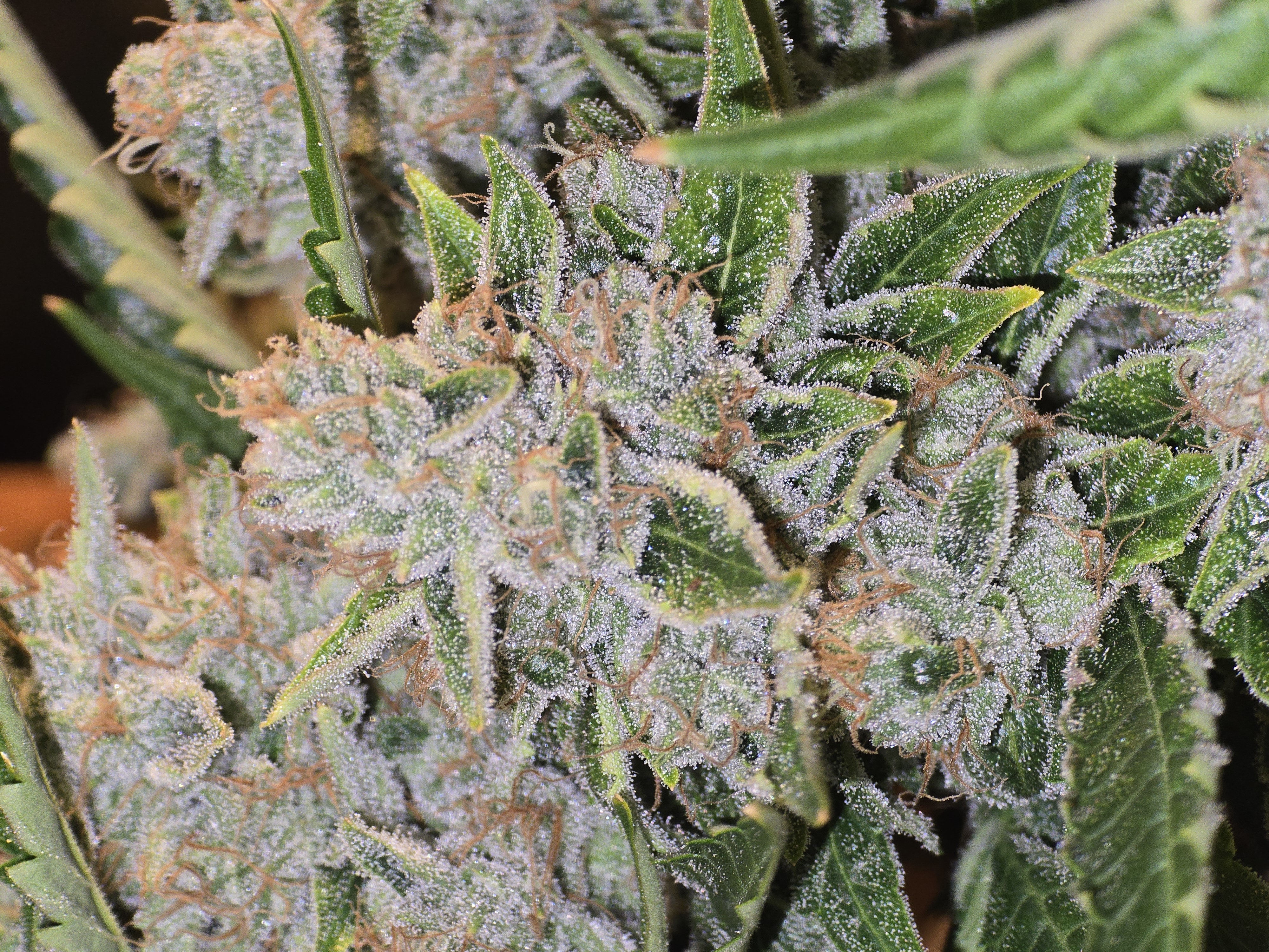 First Autoflower Indoor — auto, day 9