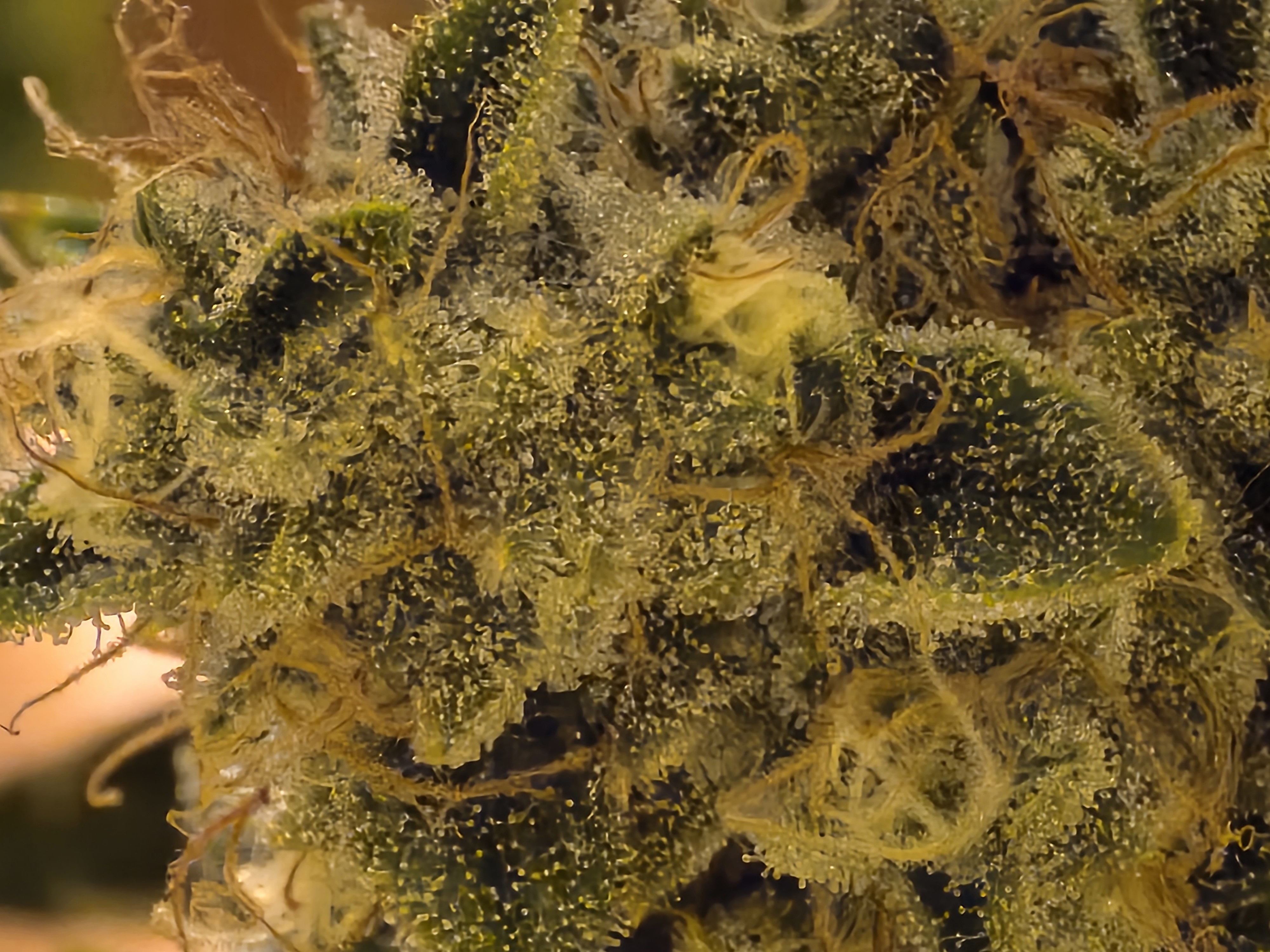 First Autoflower Indoor — auto, day 9