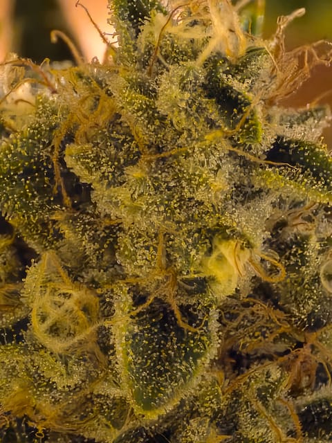 First Autoflower Indoor — auto, day 9
