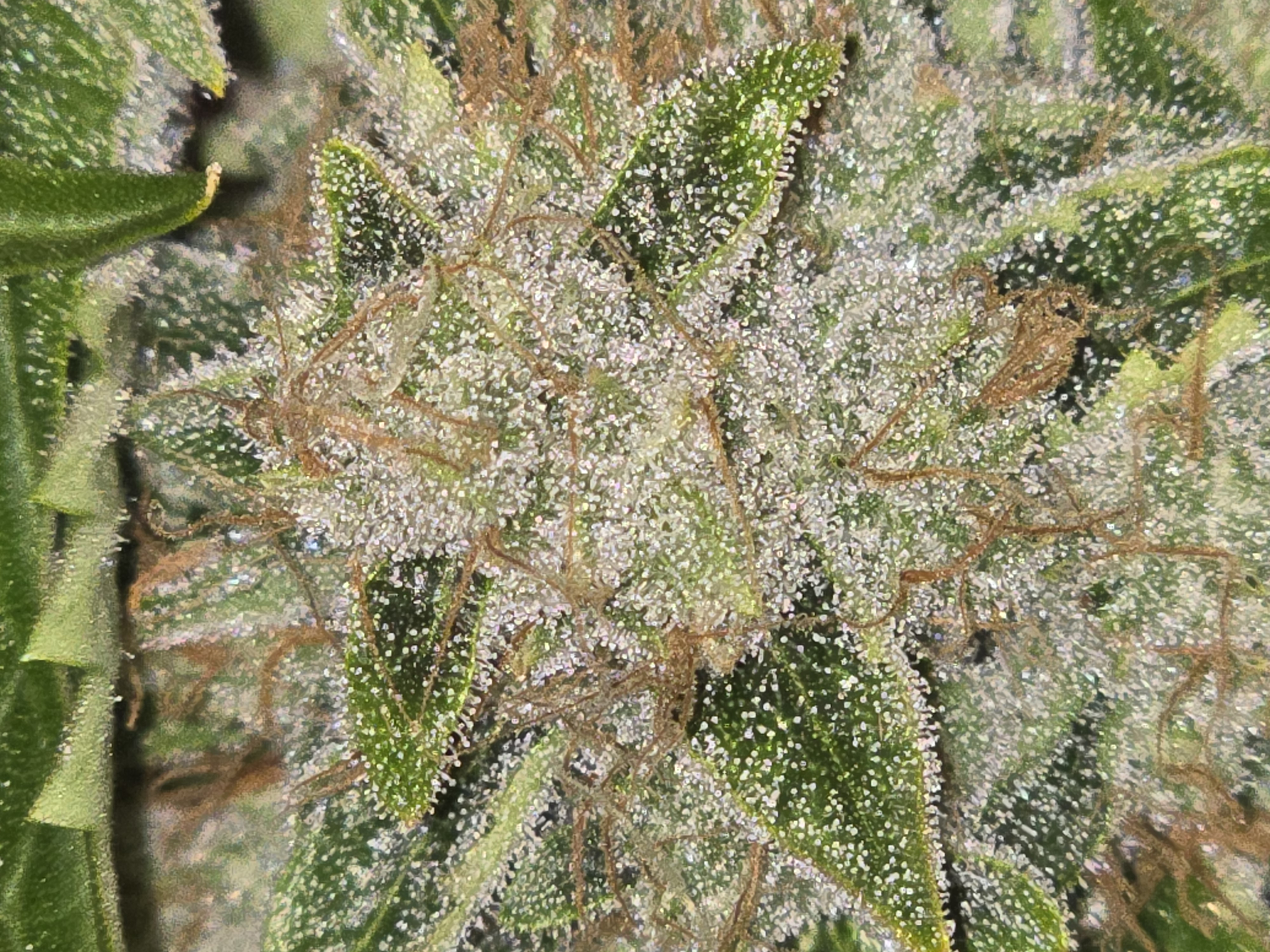 First Autoflower Indoor — auto, day 9