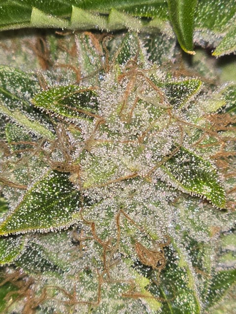 First Autoflower Indoor — auto, day 9