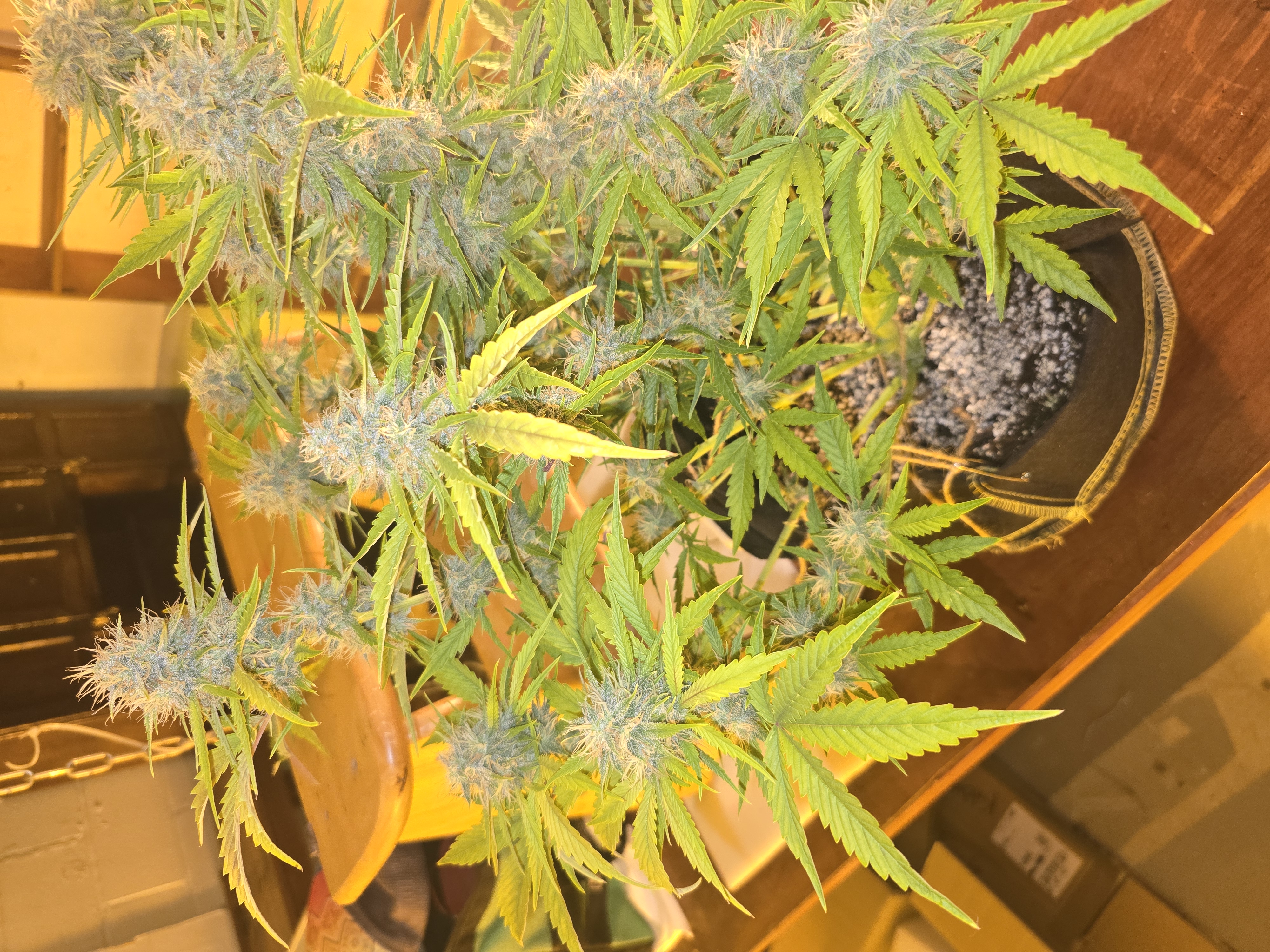 First Autoflower Indoor — auto, day 10