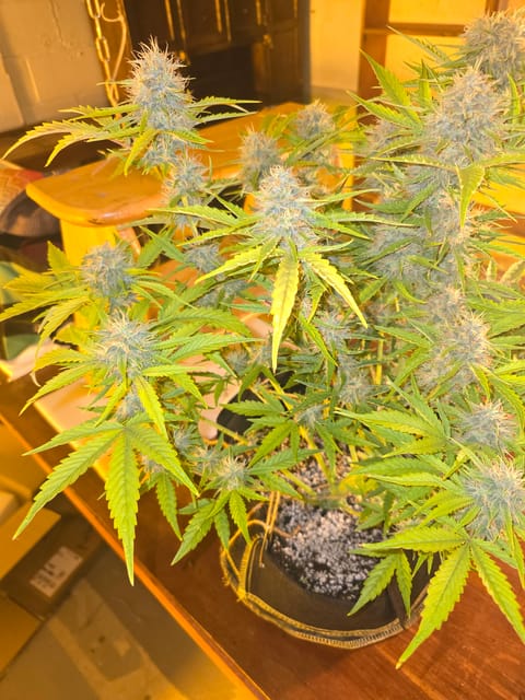 First Autoflower Indoor — auto, day 10