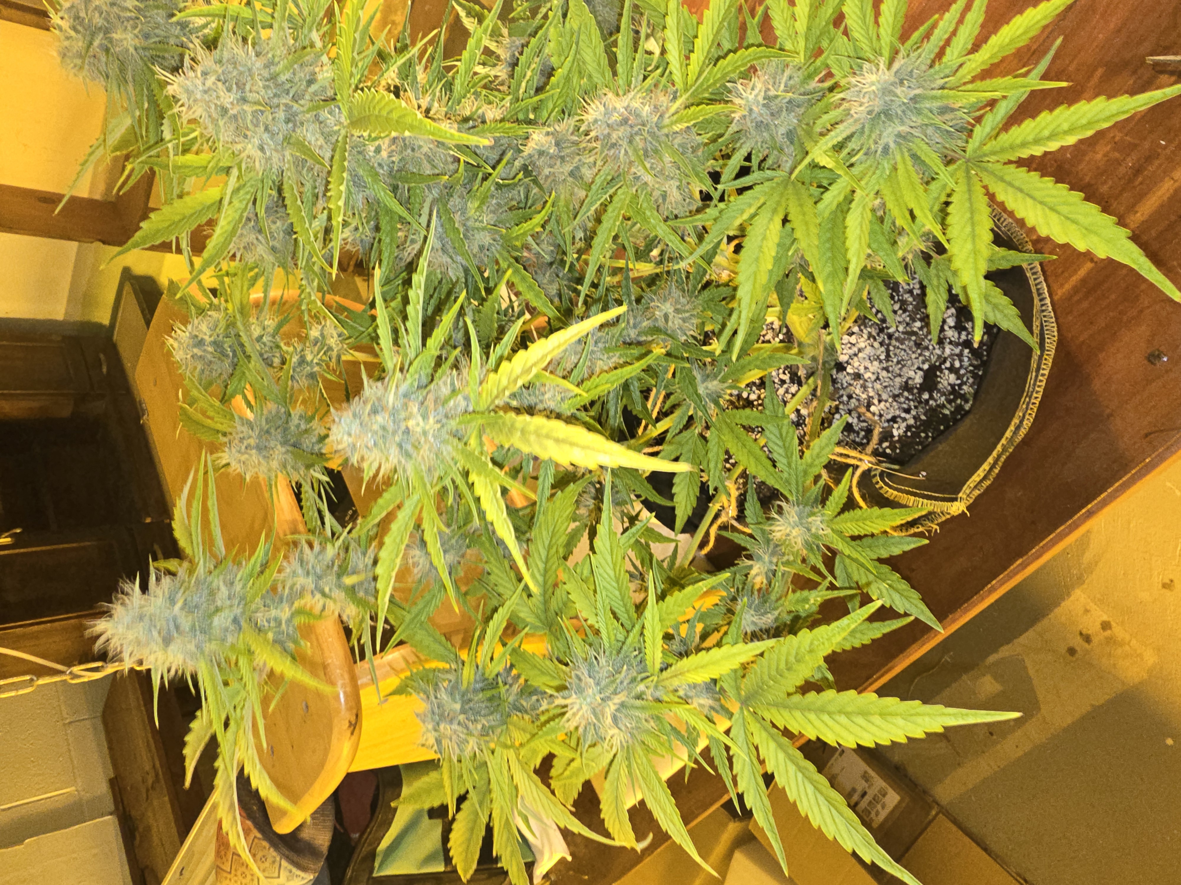 First Autoflower Indoor — auto, day 10