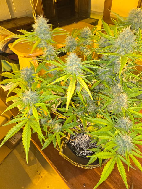 First Autoflower Indoor — auto, day 10