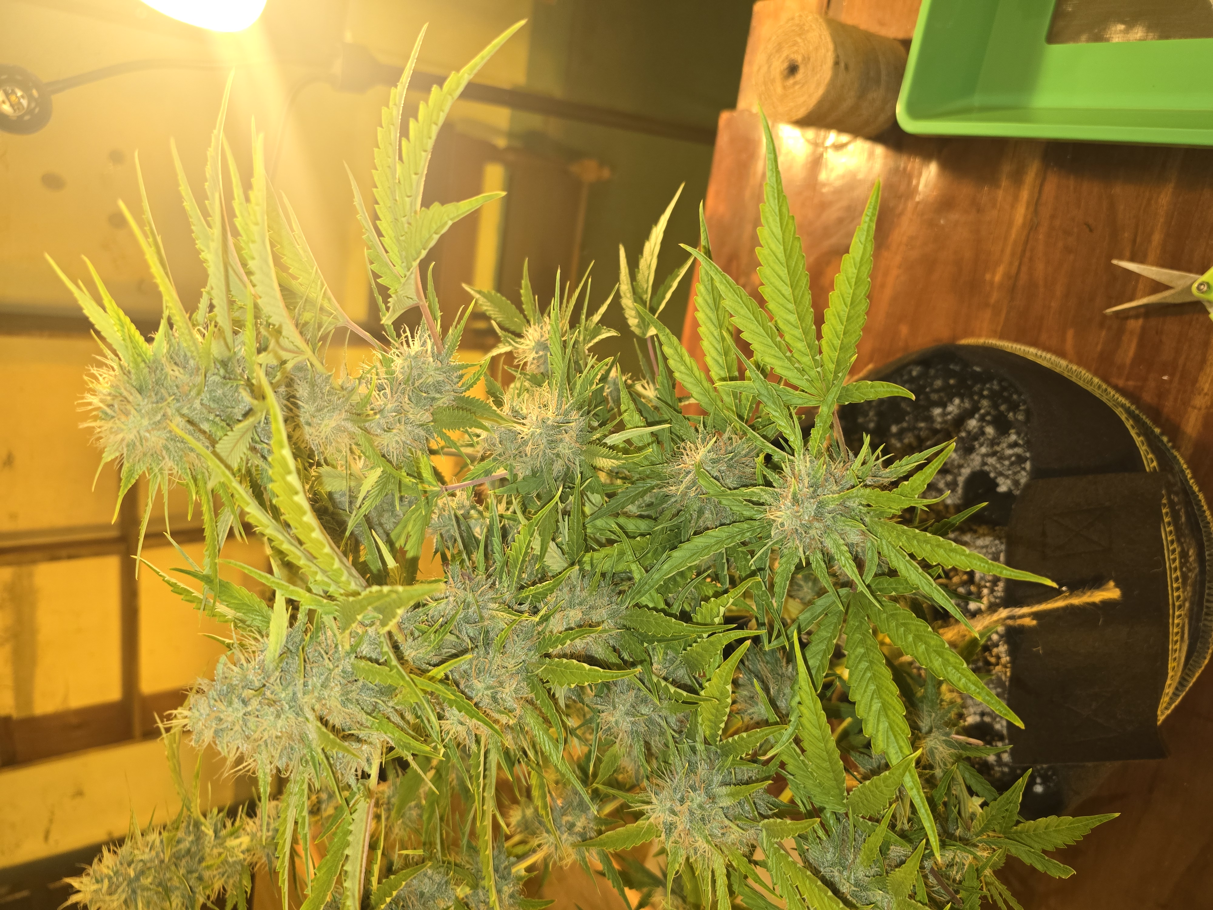 First Autoflower Indoor — auto, day 10