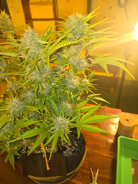 First Autoflower Indoor — auto, day 10
