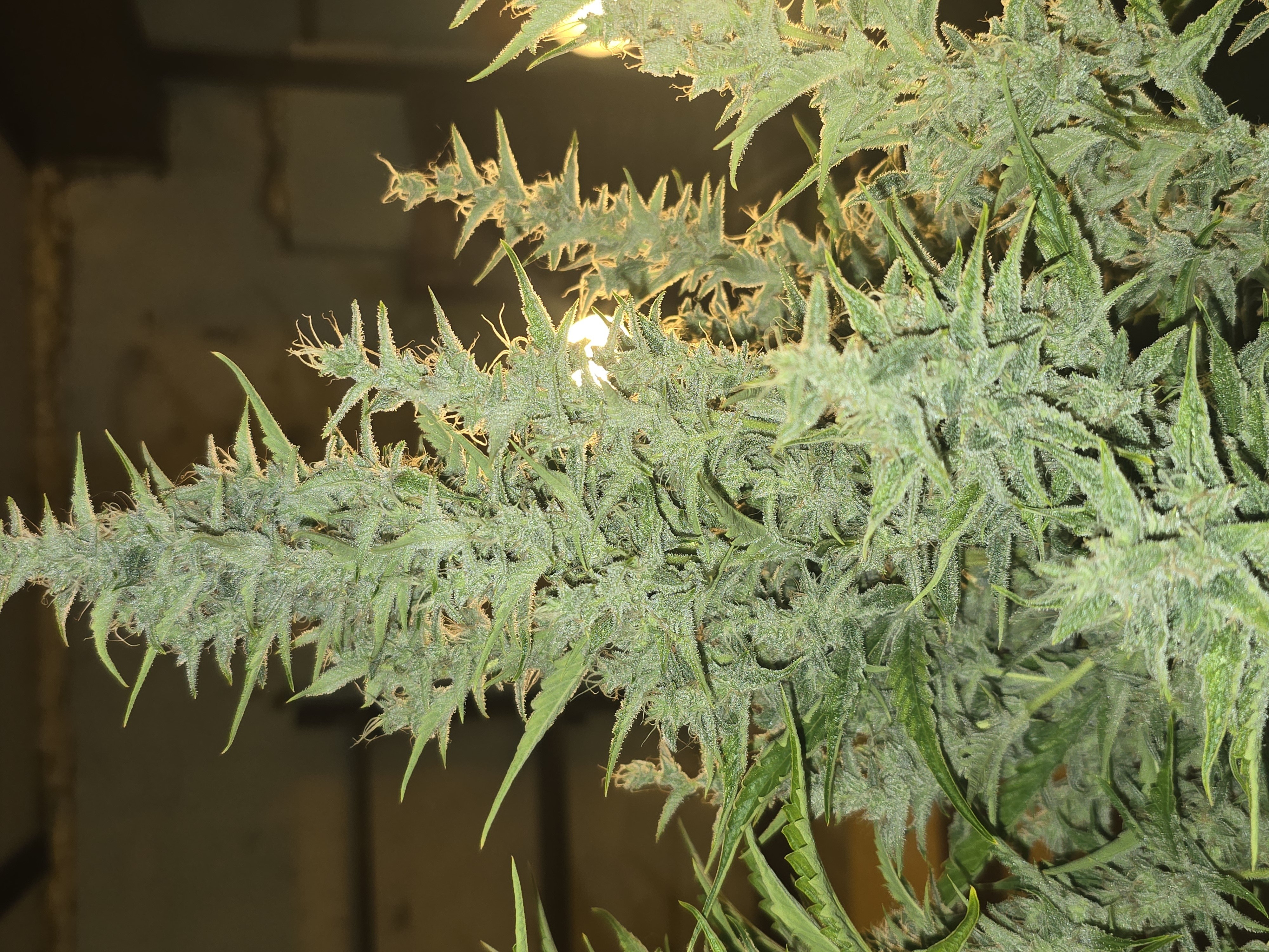 First Autoflower Indoor — auto, day 11