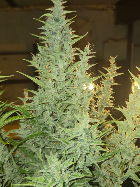 First Autoflower Indoor — auto, day 11