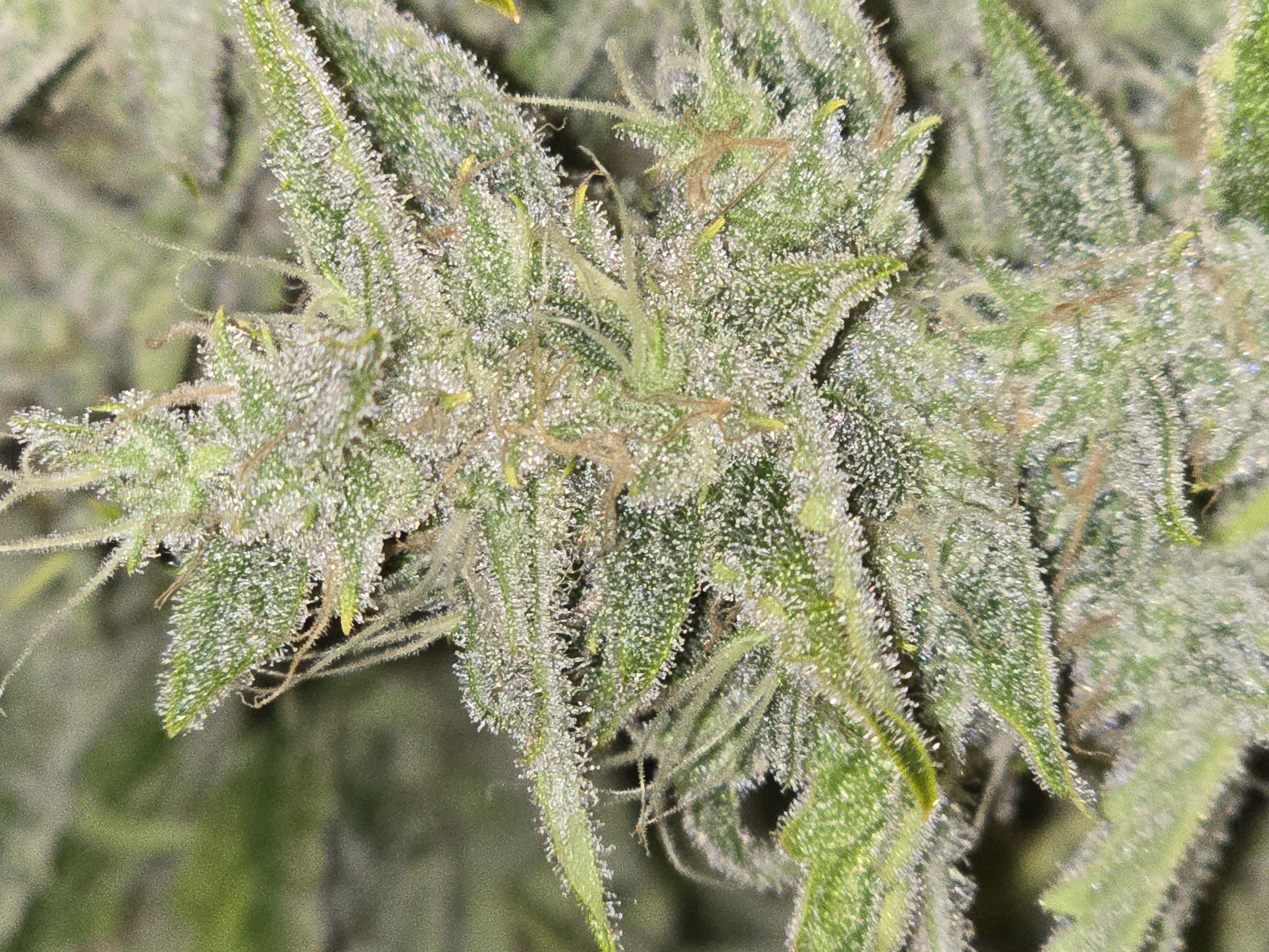 First Autoflower Indoor — auto, day 11