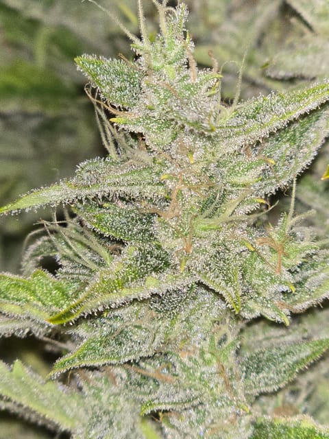 First Autoflower Indoor — auto, day 11
