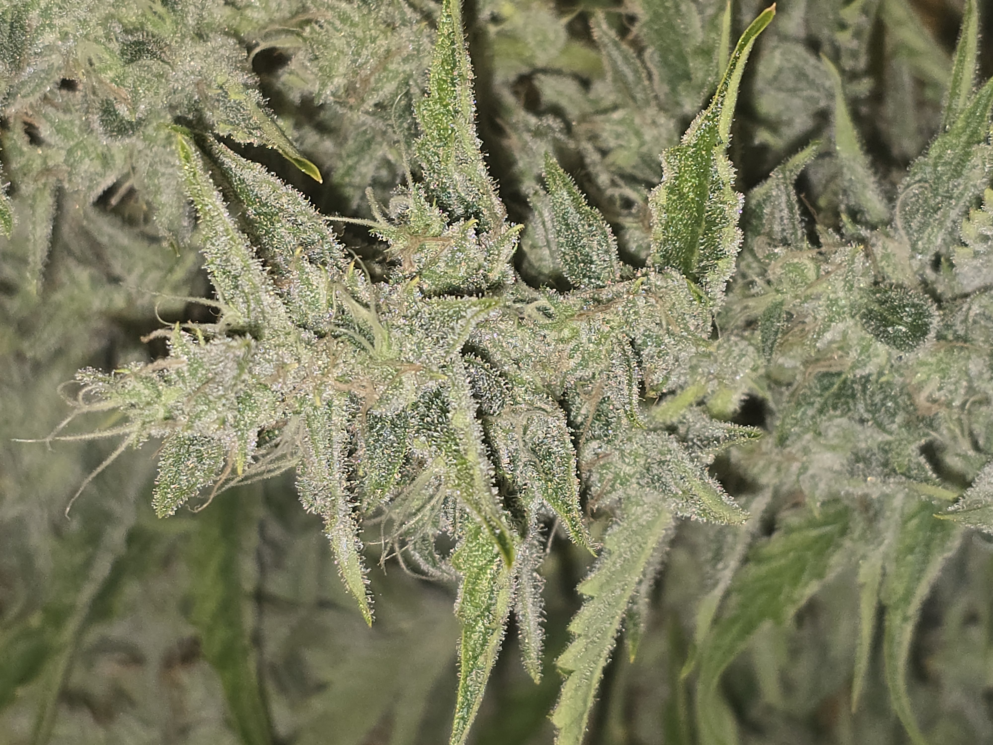 First Autoflower Indoor — auto, day 11