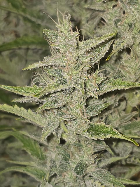 First Autoflower Indoor — auto, day 11