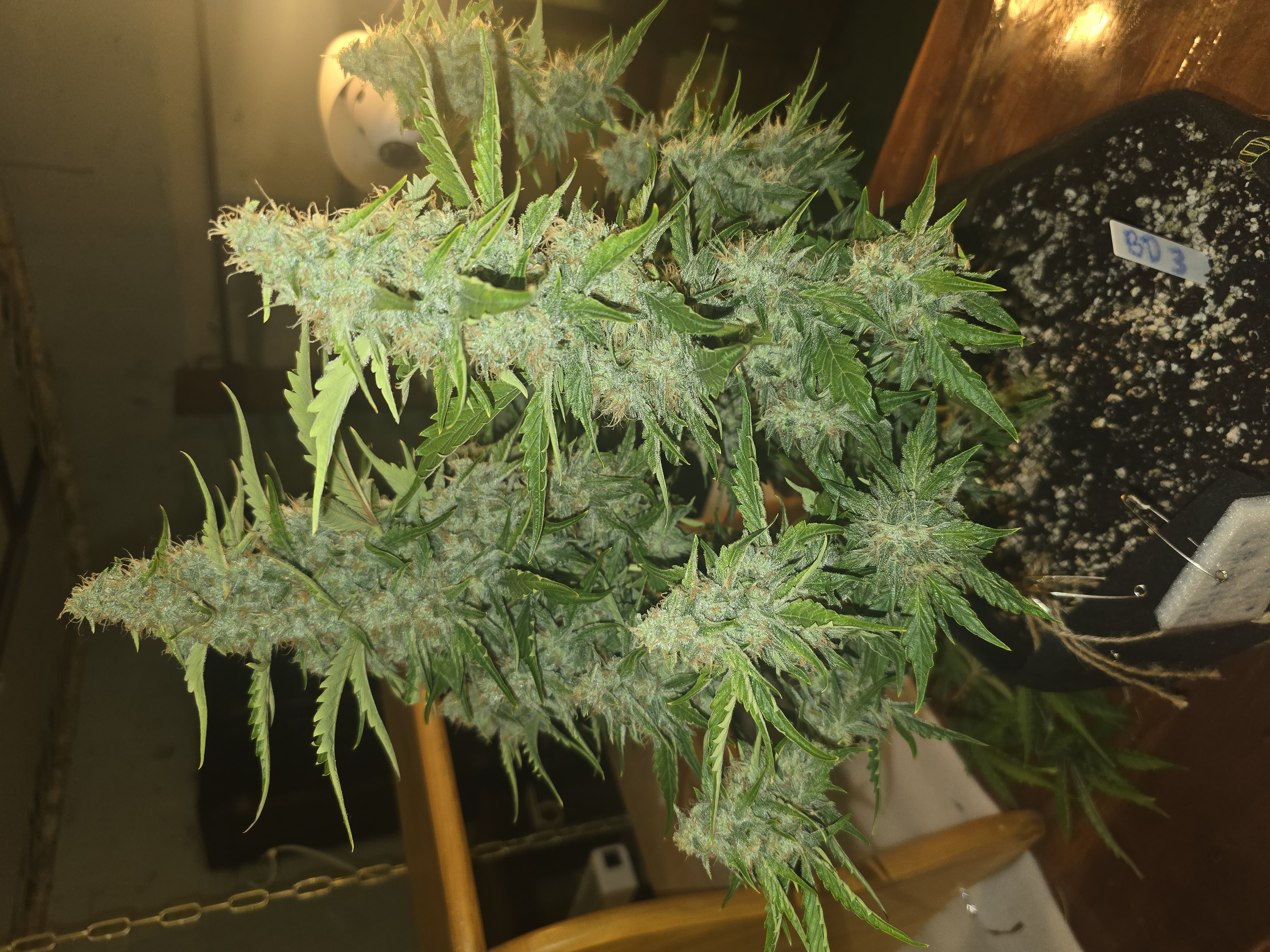 First Autoflower Indoor — auto, day 8