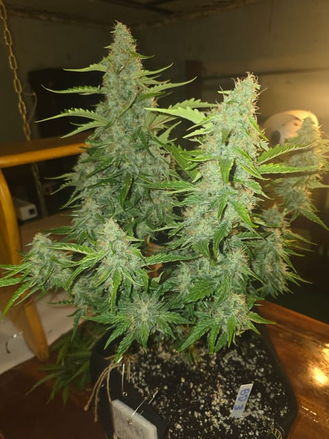 First Autoflower Indoor — auto, day 8