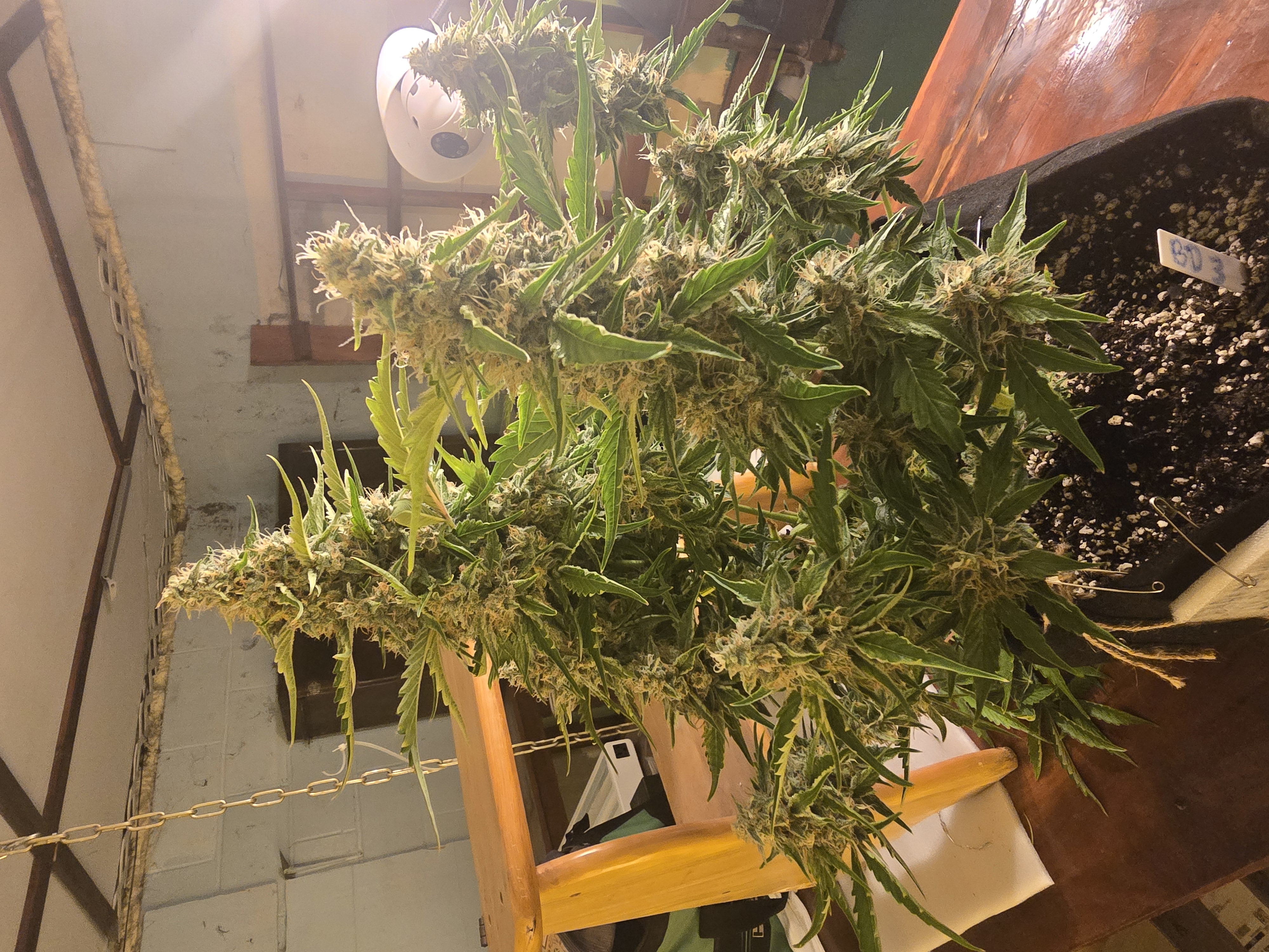 First Autoflower Indoor — auto, day 8