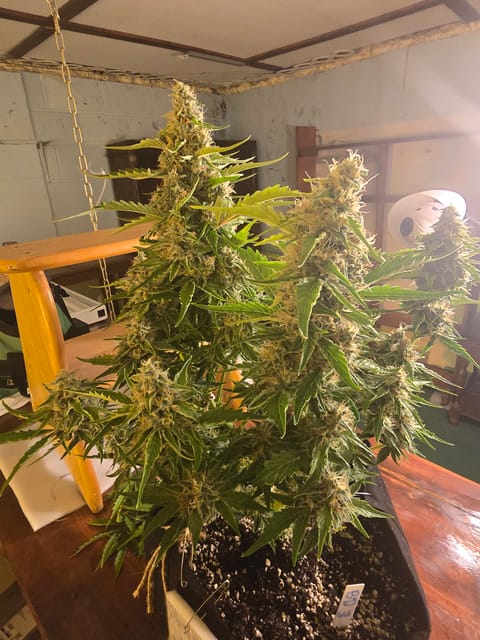 First Autoflower Indoor — auto, day 8