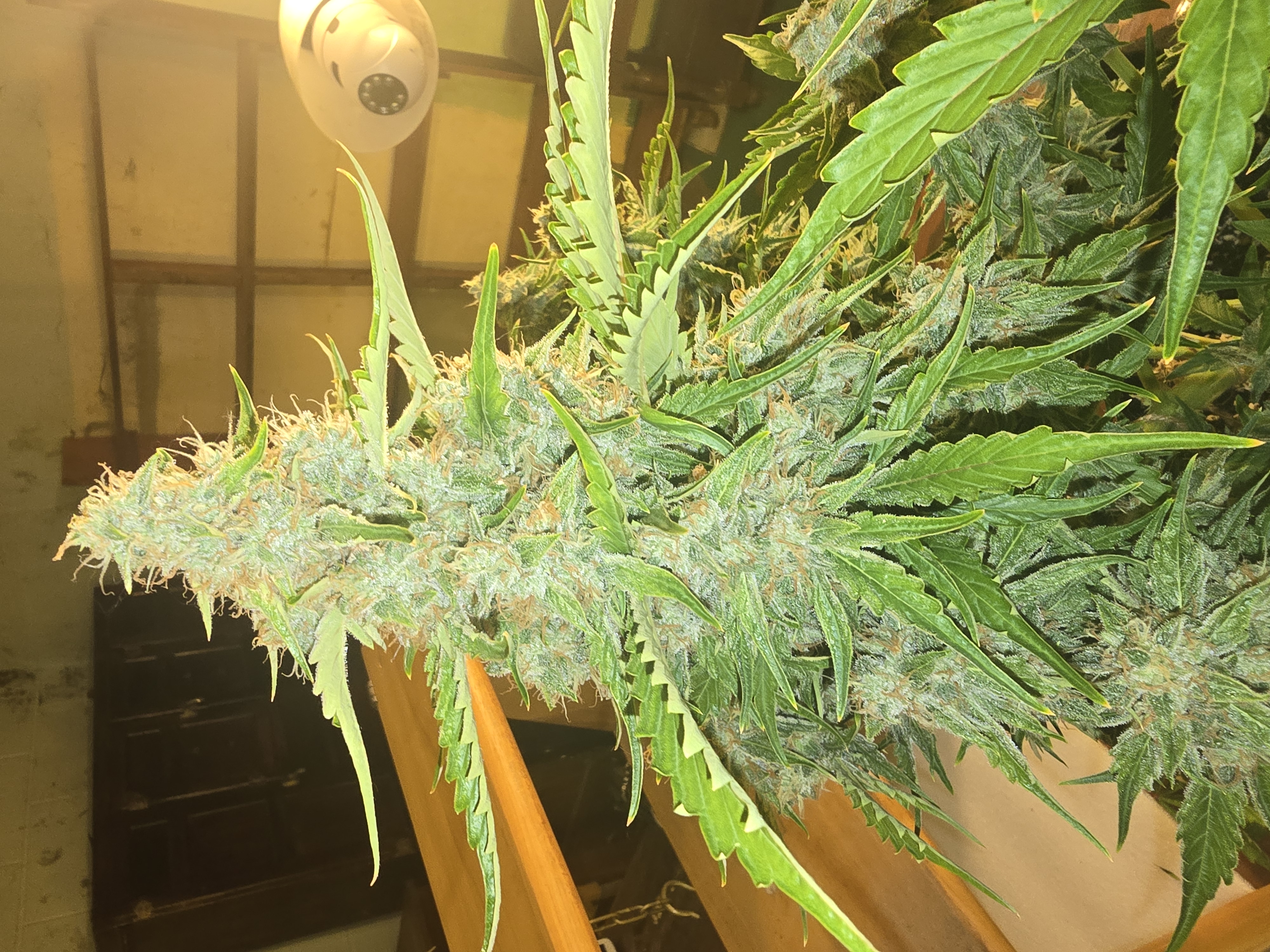 First Autoflower Indoor — auto, day 8